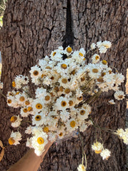 Daisies / Daisy