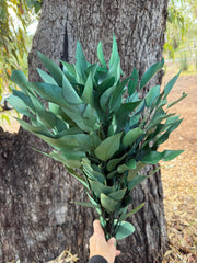 Gum - Eucalyptus - Sugar Gum - PRESERVED - Green