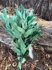Gum - Eucalyptus - Sugar Gum - PRESERVED - Green