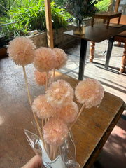 Scabiosia - Coral pink blush