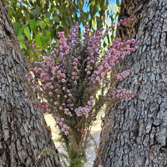 Tea Tree - Mini Course - Soft Pink