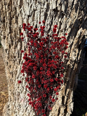 Stirlingia Flower - PRESERVED - Red Tones