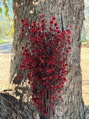 Stirlingia Flower - PRESERVED - Red Tones