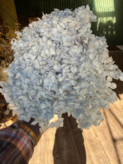 Hydrangea -  Softest Blue Tones