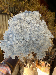 Hydrangea -  Softest Blue Tones