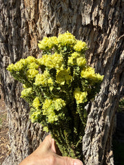 Everlasting - Yellow Bells