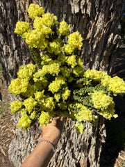 Everlasting - Yellow Bells