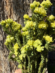 Everlasting - Yellow Bells