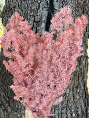 Ming Fern - Pink Terracotta