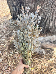 Templetonia - Preserved - Natural