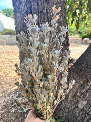 Templetonia - Preserved - Natural