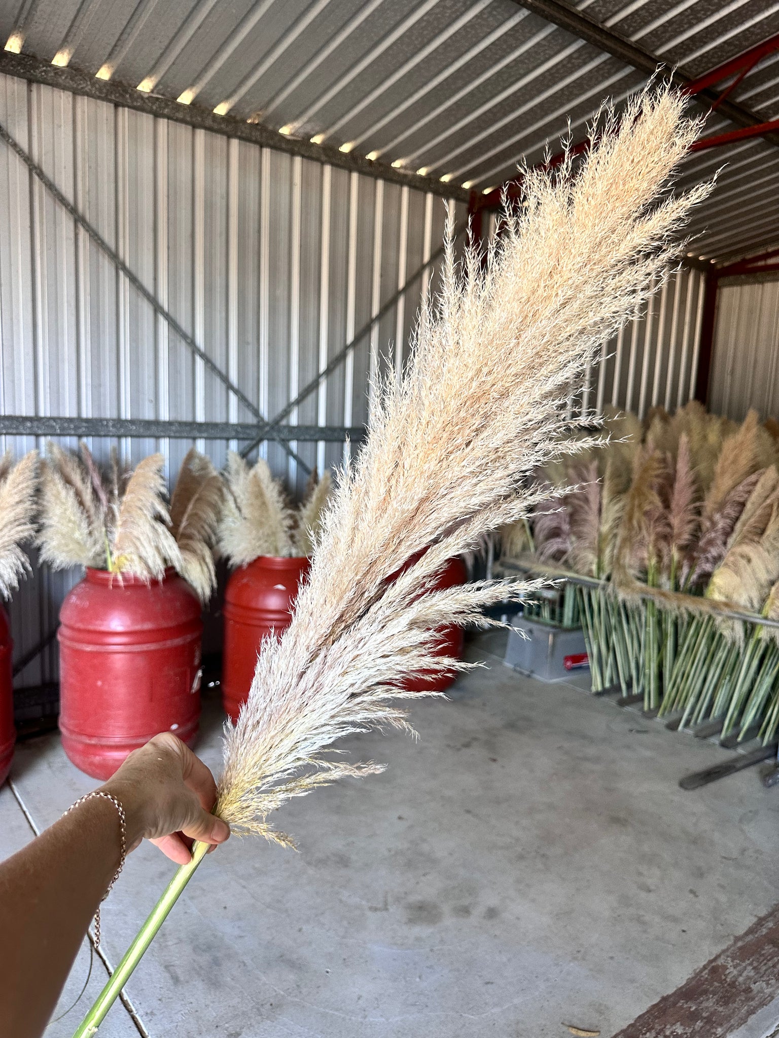 Pampas - Grassy heads - NATURAL Golden Creamy, Nude Beige, Ivory Tones