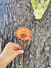 Protea Compacta Rosetta - 1 Stem