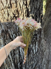 Blushing Bride  - dried