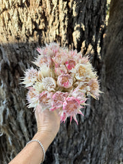 Blushing Bride  - dried