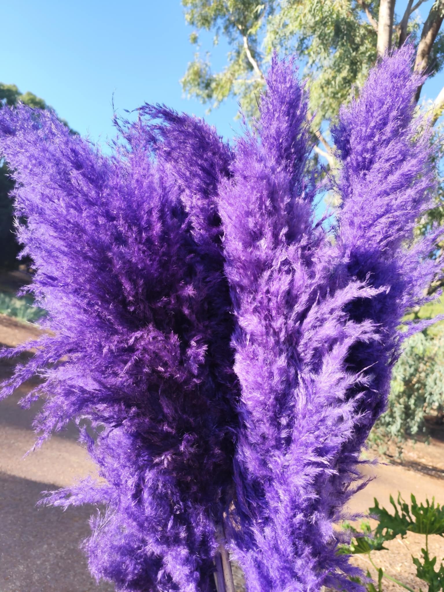 Pampas - Fluffy Heads- Purple Passion