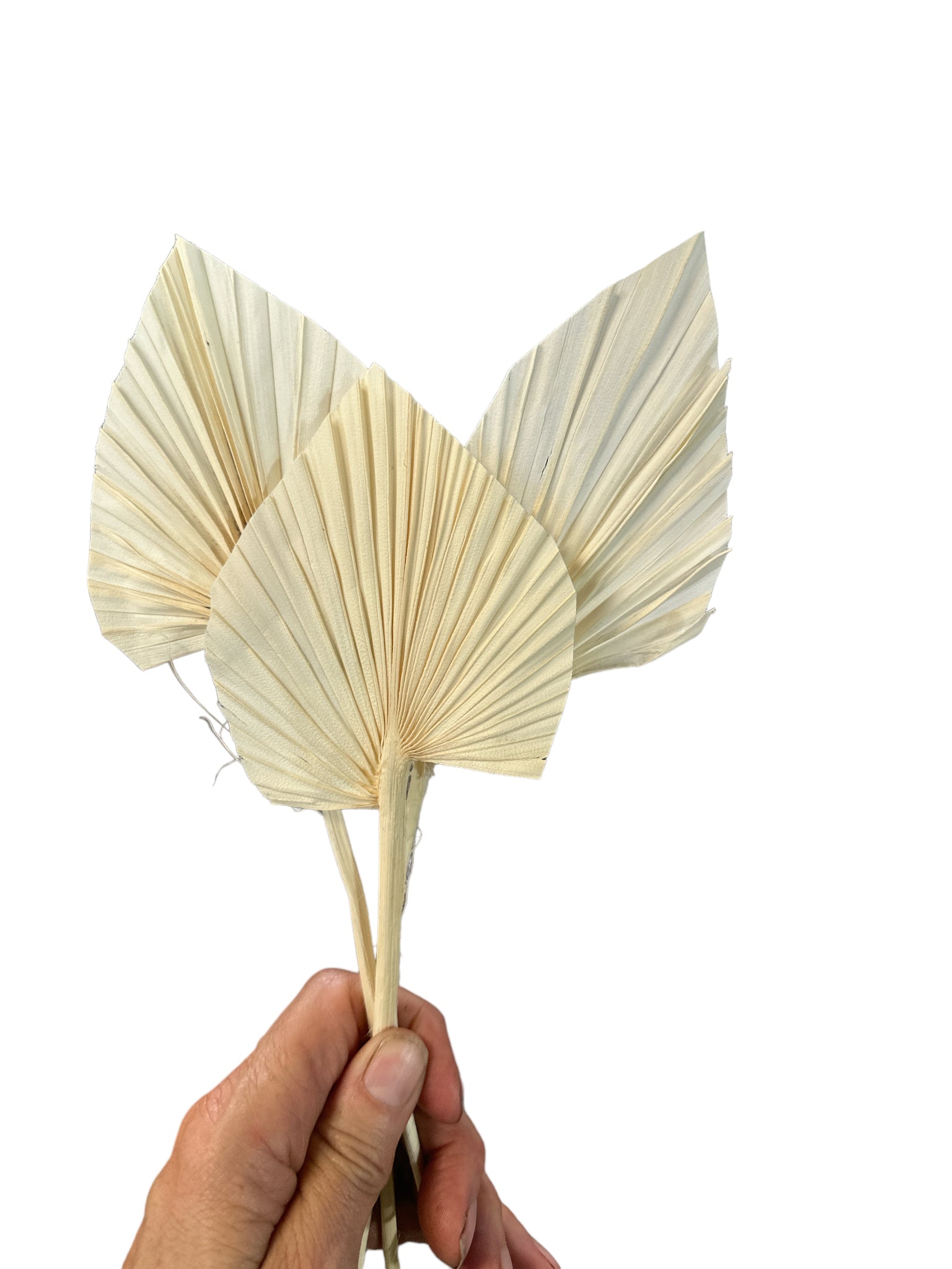 Palm - Mini Bleached Ivory Spear 5-7 cm - 1 stem