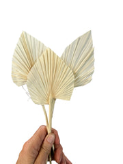 Palm - Mini Bleached Ivory Spear 5-7 cm - 1 stem
