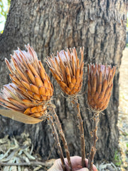 Protea Pink Ice - Dried 1 stem