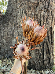Protea Pink Ice - Dried 1 stem