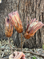 Protea Repens - Natural