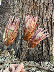 Protea Repens - Natural