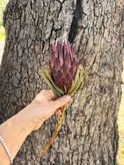Protea Venus - Dried 1 short stem