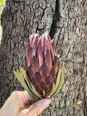 Protea Venus - Dried 1 short stem