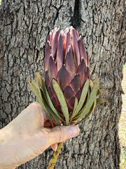 Protea Venus - Dried 1 short stem