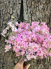 Everlastings / Pink Cluster Daisies