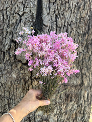 Everlastings / Pink Cluster Daisies