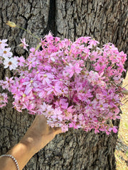 Everlastings / Pink Cluster Daisies