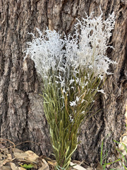 Smoke Bush - Preserved - Natural