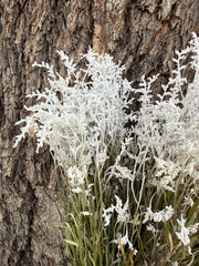 Smoke Bush - Preserved - Natural
