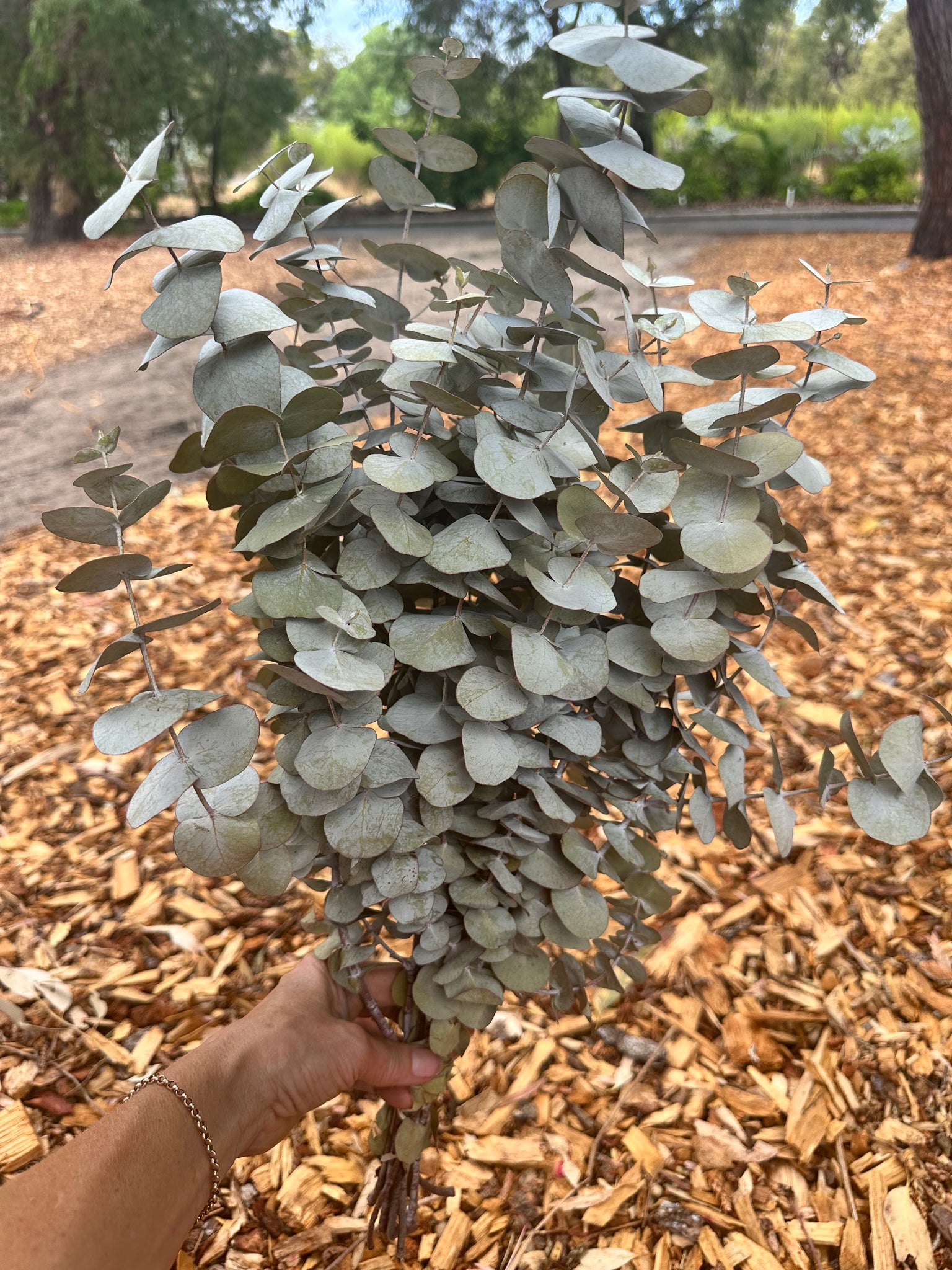 Gum - Eucalyptus - Cinerea - DRIED (SORRY NO SHIPPING) - see description)