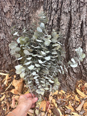 Gum - Eucalyptus - Cinerea - DRIED (SORRY NO SHIPPING) - see description)