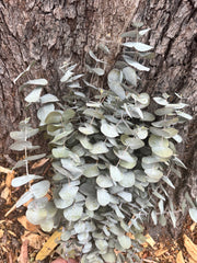 Gum - Eucalyptus - Cinerea - DRIED (SORRY NO SHIPPING) - see description)