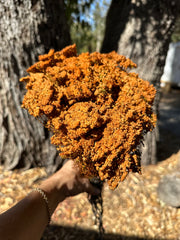 Brownii/Verticordia PRESERVED - Autumn Orange Tones