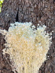 Baby’s Breath - Gypsophila Preserved - Ivory White