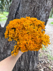 Morrison / Verticordia Nitens DRIED - Natural