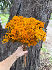 Morrison / Verticordia Nitens DRIED - Natural