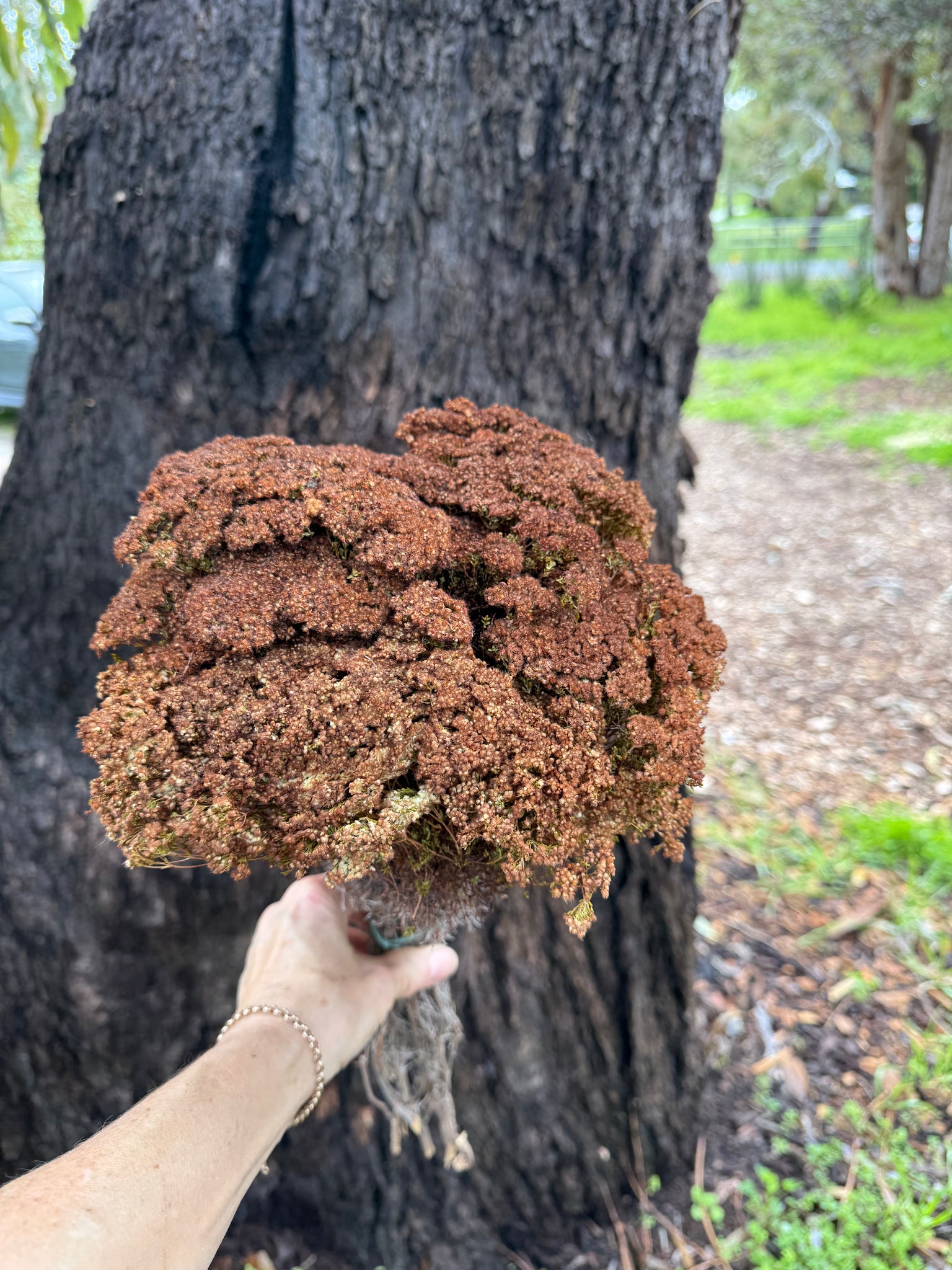 Brownii/Verticordia PRESERVED - Brown tones