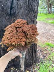 Brownii/Verticordia PRESERVED - Brown tones