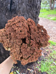 Brownii/Verticordia PRESERVED - Brown tones