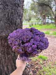 Brownii/Verticordia PRESERVED - Purple Tones