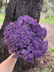 Brownii/Verticordia PRESERVED - Purple Tones