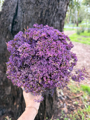 Brownii/Verticordia PRESERVED - Purple Tones