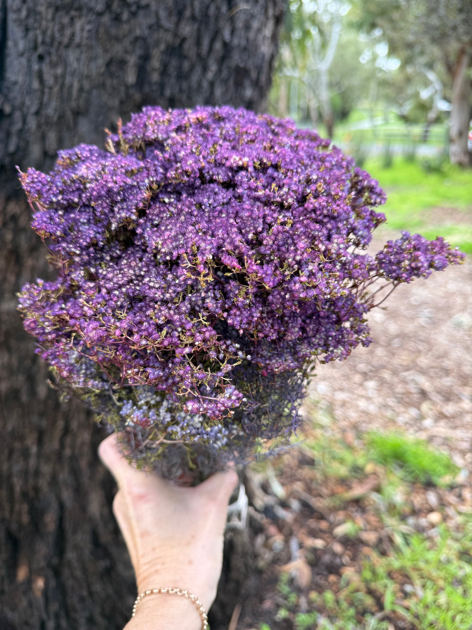 Brownii/Verticordia PRESERVED - Purple Tones