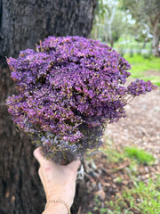 Brownii/Verticordia PRESERVED - Purple Tones