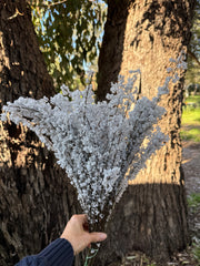 Feather Smoke - Preserved - Natural